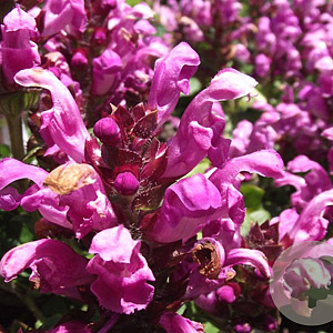 Prunella grandiflora GM 2,0L