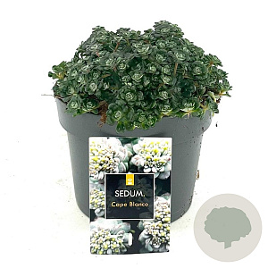 Sedum spathulifolium 'Cape Blanco' GM 2,0L