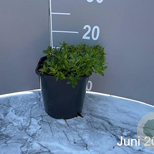 Thymus serpyllum GM 2,0L