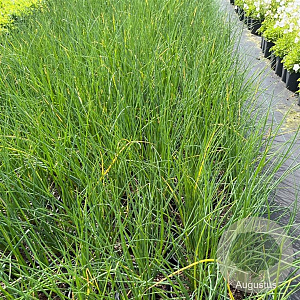 Allium schoenoprasum GM 2,0L