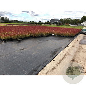 Imperata cylindrica 'Red Baron' GM P9