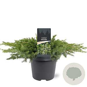 Juniperus conferta 'Schlager' 40-50 cm 5,0L