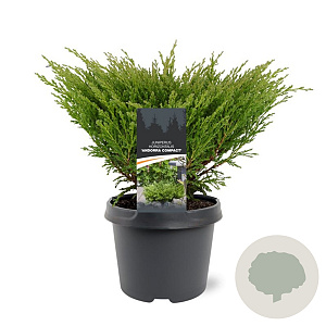 Juniperus horizontalis 'Andorra Compact' 30-40 cm 3,0L