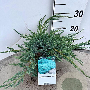 Juniperus squamata 'Blue Carpet' 30-40 cm 3,0L