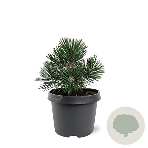 Pinus mugo 'Green Pearl' 20-25 cm 3,0L