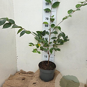 Prunus 'Accolade' 60-80 cm 7,5L