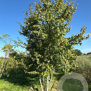 Acer buergerianum 400-450 cm draadkluit meerstammig