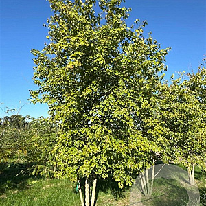 Acer buergerianum 400-450 cm draadkluit meerstammig