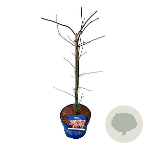 Acer Ice Dragon 50-60 cm 5,0L