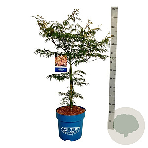 Acer Ice Dragon 125-150 cm 15L