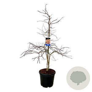 Acer Ice Dragon 150-175 cm cont. 55L extra