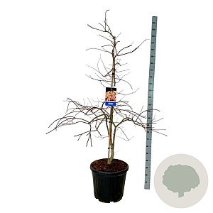 Acer Ice Dragon 150-175 cm cont. 55L extra