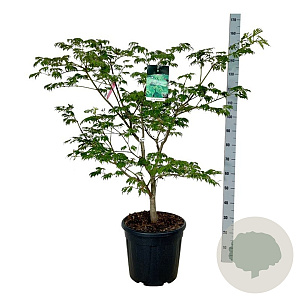Acer japonicum 'Aconitifolium' 100-125 cm 30L extra