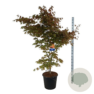 Acer North Wind 170-200 cm cont. 55L extra