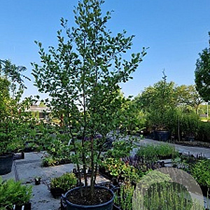 Alnus glutinosa 350-400 cm cont. 180L meerstammig