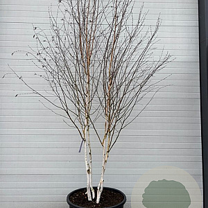 Betula utilis 'Doorenbos' 300-350 cm cont. 160L meerstammig