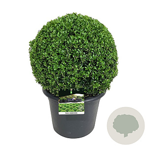 Buxus sempervirens 45-50 cm 17L bol antraciet