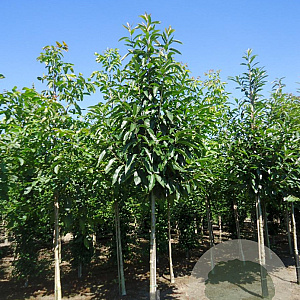 Castanea sativa 14-16 HO draadkluit 3 X verplant