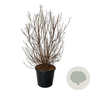 Clethra barbinervis 60-80 cm 30L extra