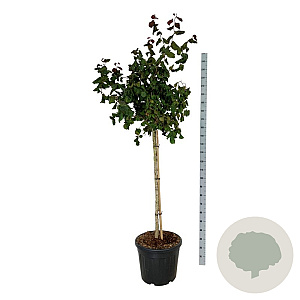 Corylus 'Red Majestic' 90 cm stam cont. 55L extra