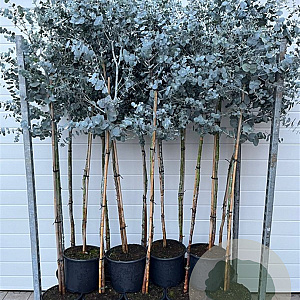 Eucalyptus gunnii halfstam 10L
