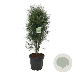 Frangula alnus Fine Line 125-150 cm 30L extra