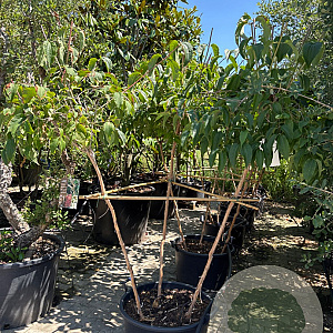 Heptacodium miconioides 150-200 cm container meerstammig solitair