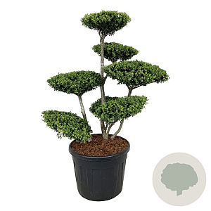 Ilex crenata 100-125 cm cont. 90L bonsai