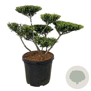 Ilex crenata 'Green Hedge' 60-80 cm cont. 55L multi bol