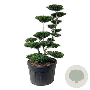 Ilex crenata 'Green Hedge' 150-175 cm cont. 230L