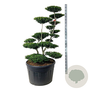 Ilex crenata 'Green Hedge' 150-175 cm cont. 230L