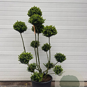 Ilex crenata 'Maxima' 125-150 cm 35L bonsai