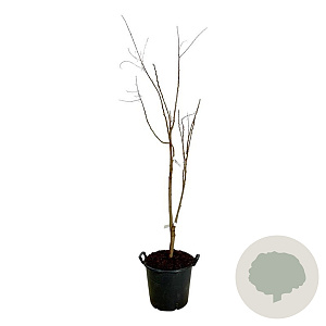 Koelreuteria paniculata 150-175 cm 30L extra