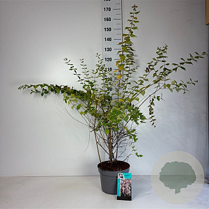 Kolkwitzia amabilis 60-80 cm 10L