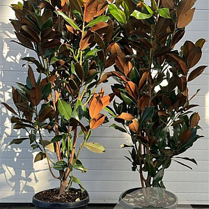 Magnolia grandiflora 160-180 cm 35L