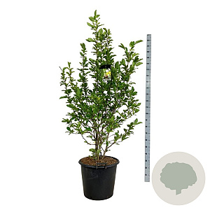 Magnolia loebneri 'Wildcat' 125-150 cm cont. 55L extra