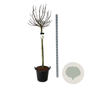 Magnolia 'Sunrise' 120 cm stam cont. 55L extra