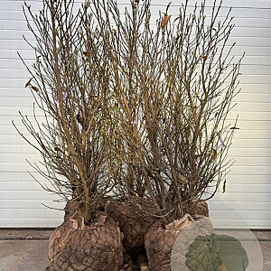 Magnolia 'Susan' 200-225 cm draadkluit extra