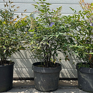 Nandina domestica 40+ 9L