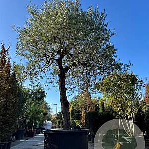Olea europaea hoogstam container solitair