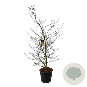 Parrotia persica 170-200 cm cont. 55L extra