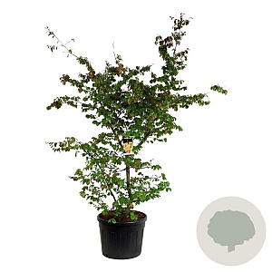 Parrotia persica 200-225 cm cont. 130L extra