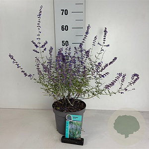 Perovskia 'Blue Spire' 30-40 cm 3,5L