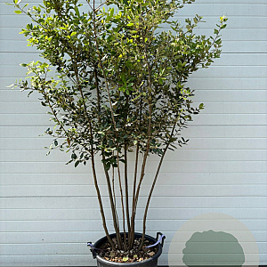 Quercus ilex 200-250 cm container meerstammig solitair