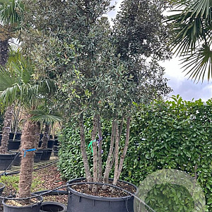 Quercus ilex 400-425 cm container solitair meerstammig
