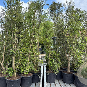 Quercus suber GM cont. 70L meerstammig