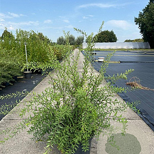 Spiraea cinerea 'Grefsheim' 60-80 cm 10L