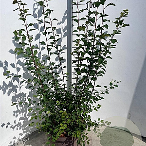 Spiraea vanhouttei 60-80 cm 10L
