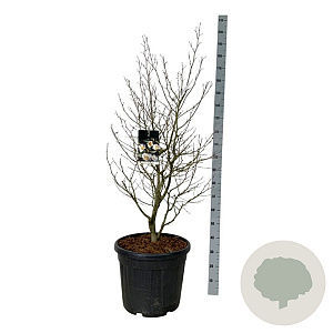 Stewartia pseudocamellia 125-150 cm cont. 55L extra