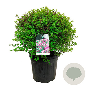 Syringa meyeri 'Palibin' 50-60 cm 30L extra